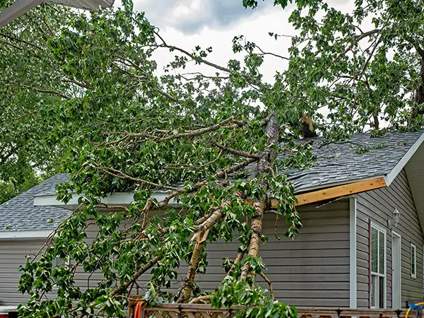 Tree collapsed on roof