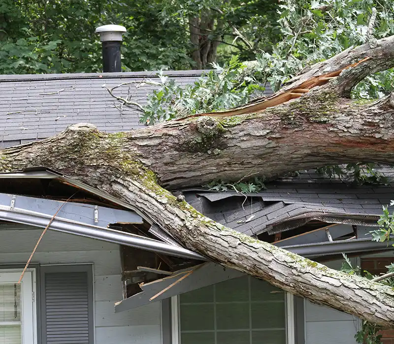 Tree collapsed on roof